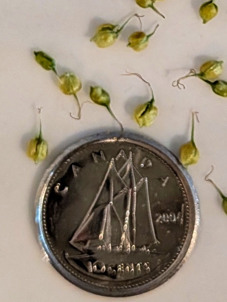 Image of Carex sprengelii