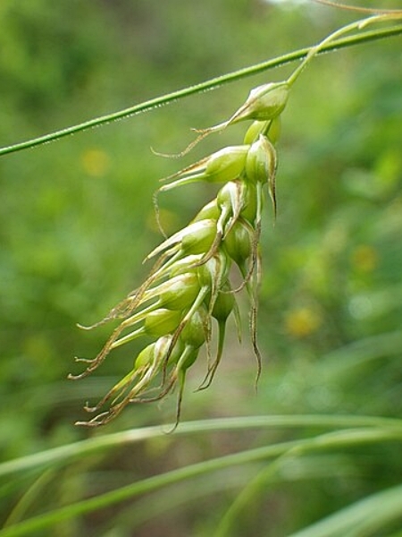 Image of Carex sprengelii