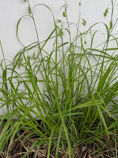 Image of Carex sprengelii