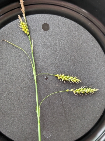 Image of Carex sprengelii