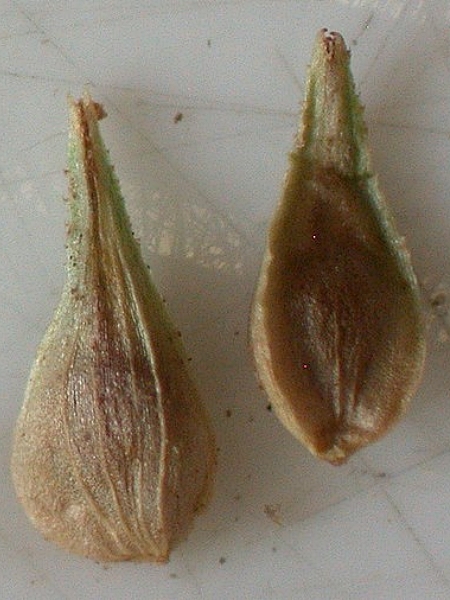 Image of Carex stipata