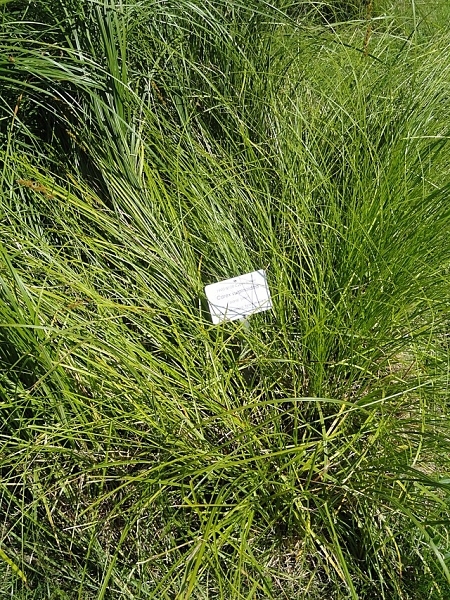 Image of Carex vulpinoidea