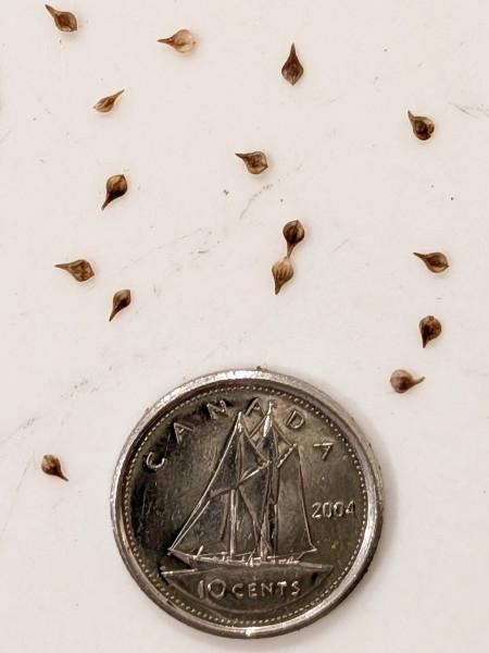 Image of Carex vulpinoidea