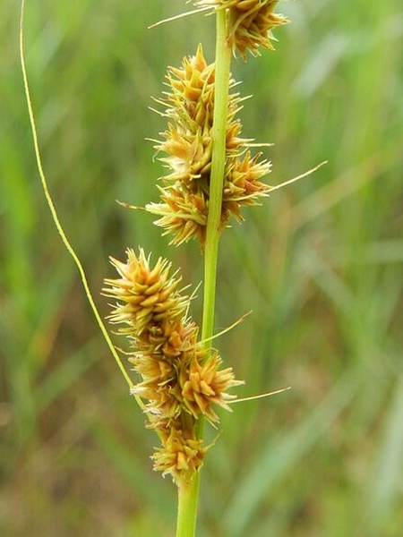 Image of Carex vulpinoidea