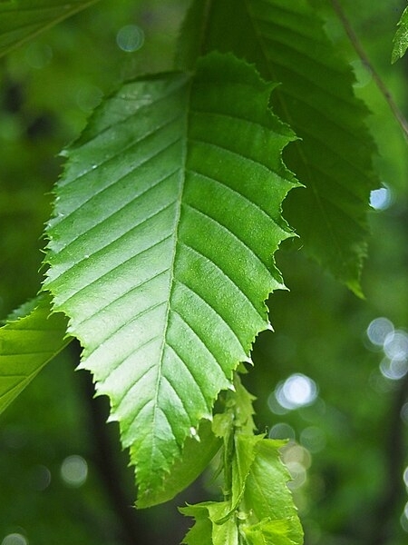 Image of Carpinus caroliniana