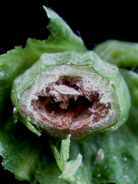 Image of Carpinus caroliniana