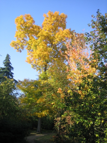 Image of Carya glabra