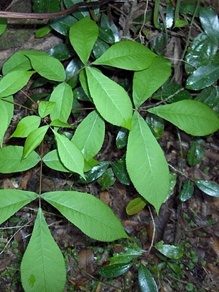 Image of Carya glabra