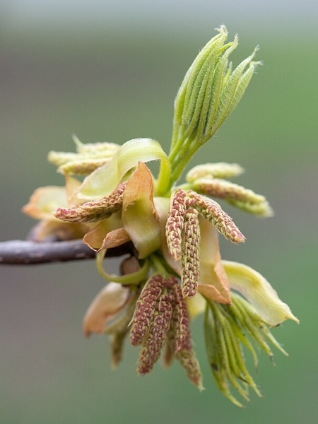 Image of Carya glabra