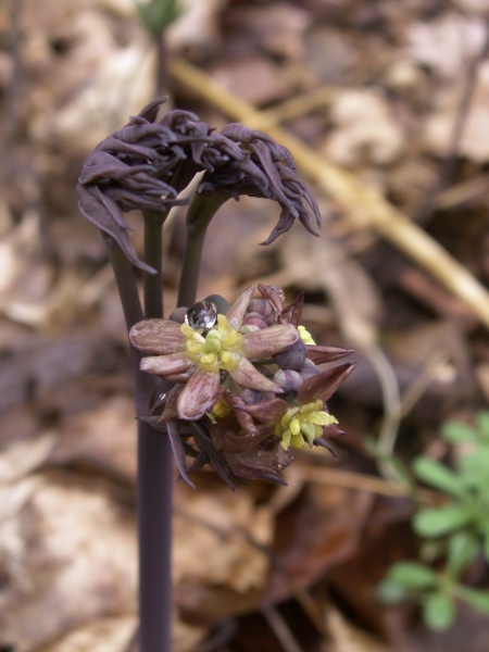 image for Caulophyllum thalictroides