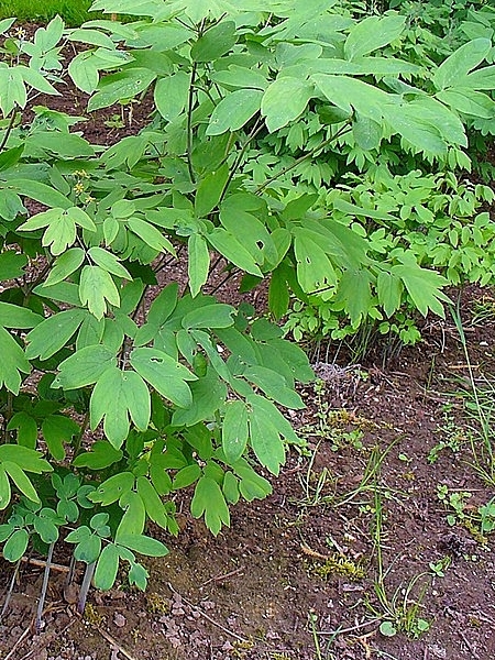 Image of Caulophyllum thalictroides