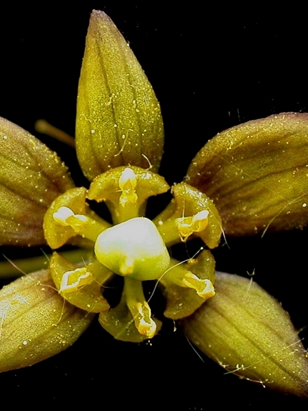 Image of Caulophyllum thalictroides