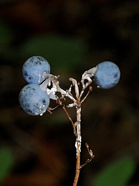 Image of Caulophyllum thalictroides