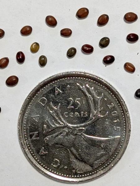 Image of Ceanothus americanus