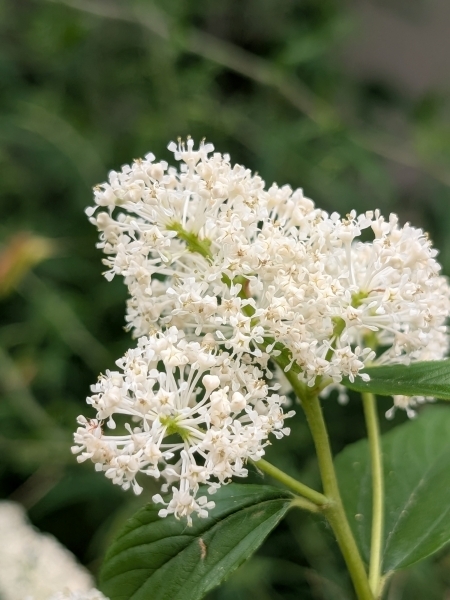Image of Ceanothus americanus
