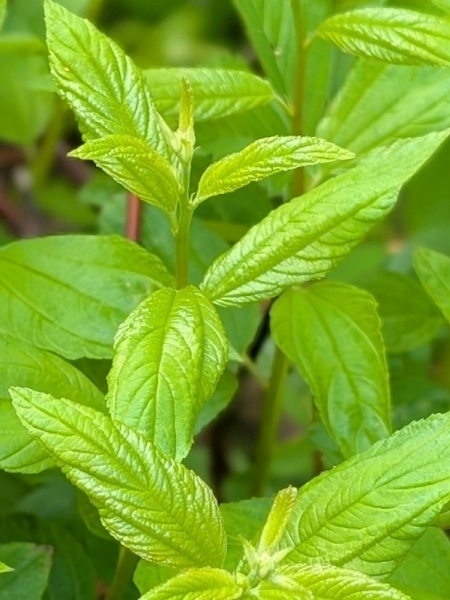 Image of Ceanothus americanus