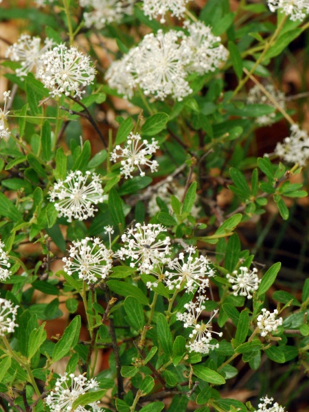 Image of Ceanothus herbaceus