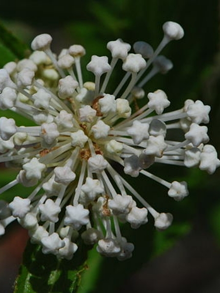 Image of Ceanothus herbaceus