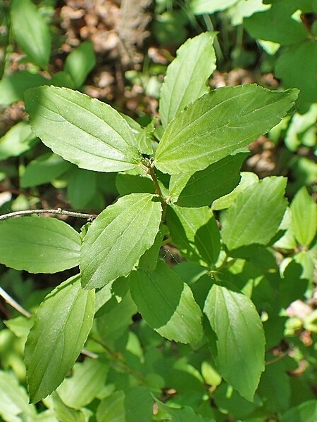 Image of Ceanothus herbaceus