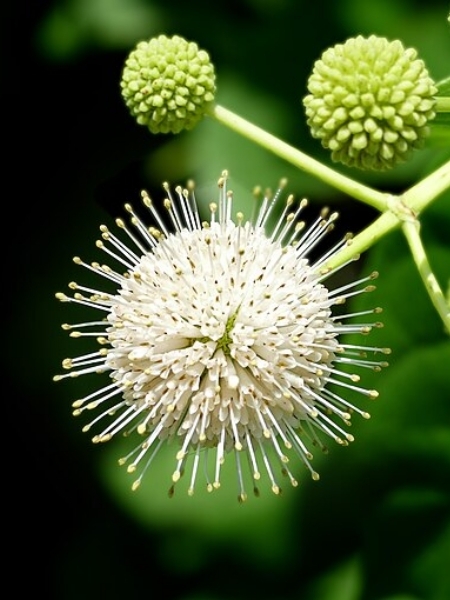 Image of Cephalanthus occidentalis
