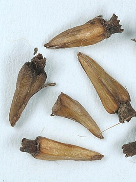 Image of Cephalanthus occidentalis