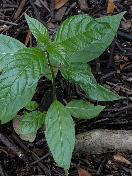 Image of Cephalanthus occidentalis