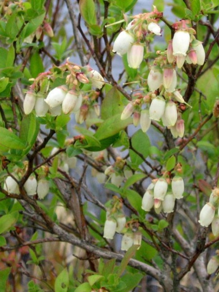 image for Chamaedaphne calyculata