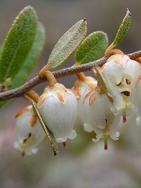 Image of Chamaedaphne calyculata