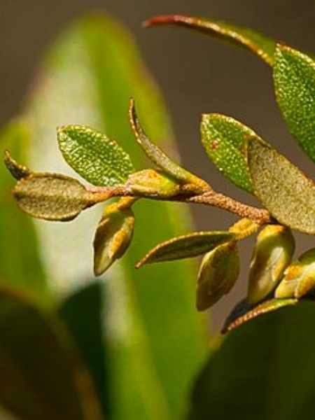 Image of Chamaedaphne calyculata