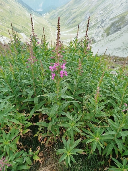 Image of Chamaenerion angustifolium