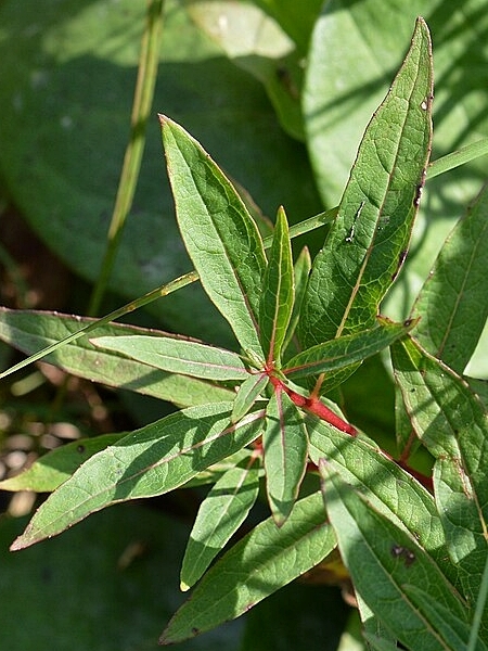 Image of Chamaenerion angustifolium