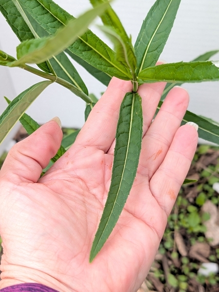 Image of Chelone glabra
