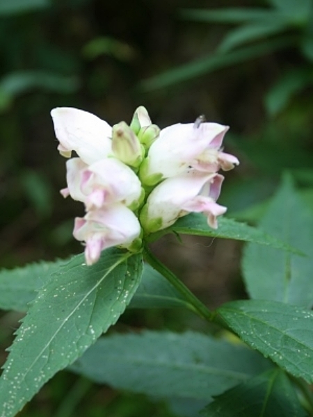 Image of Chelone glabra