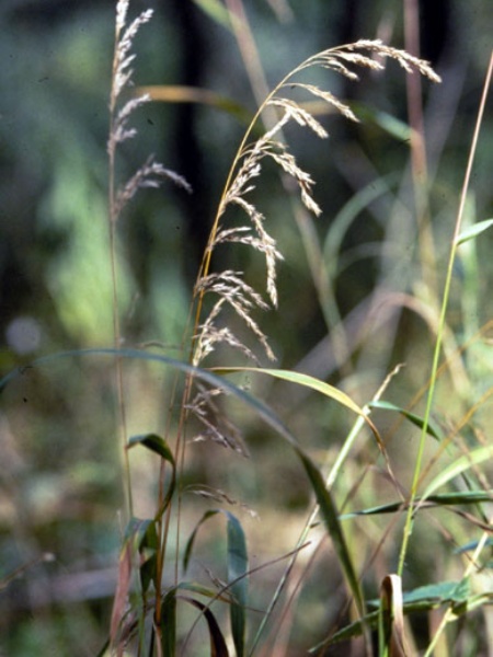 Image of Cinna arundinacea