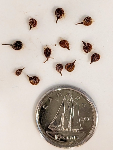 Image of Circaea canadensis