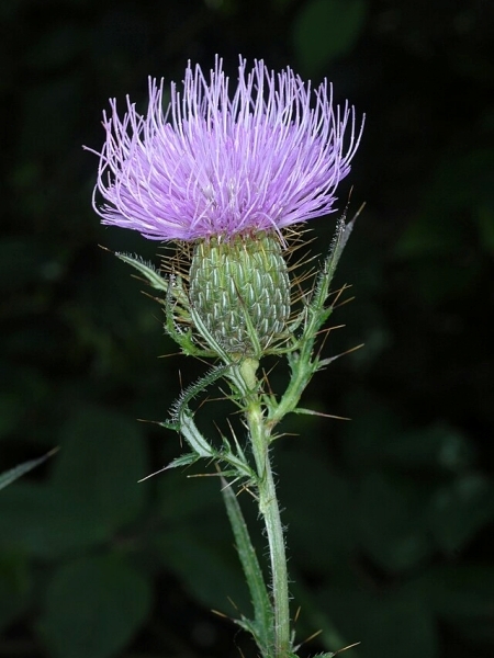 Image of Cirsium discolor