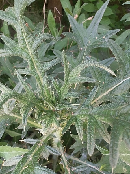 Image of Cirsium discolor