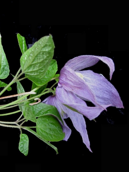 Image of Clematis occidentalis