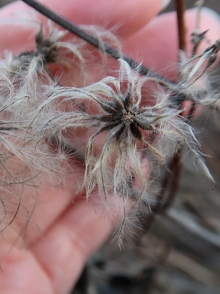 Image of Clematis virginiana