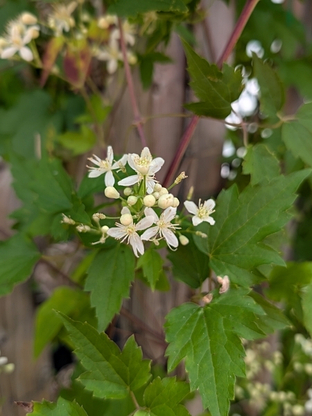 Image of Clematis virginiana