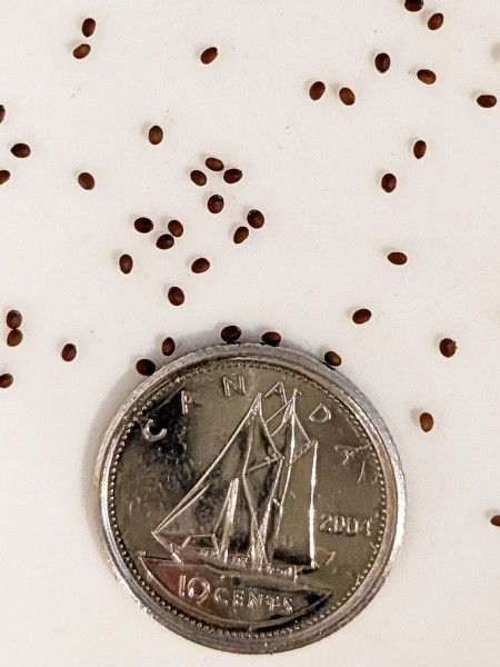 Image of Clinopodium vulgare