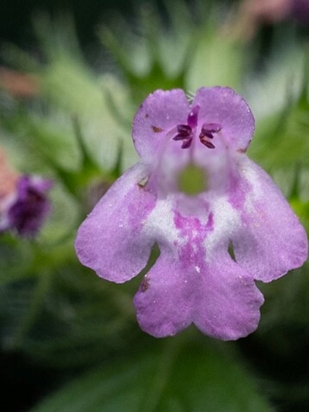 Image of Clinopodium vulgare