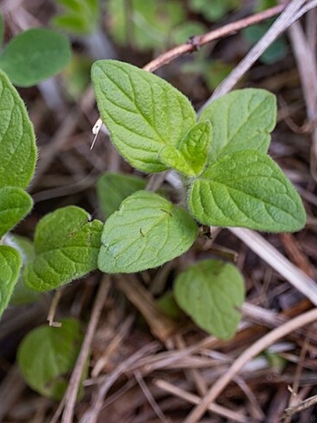 Image of Clinopodium vulgare