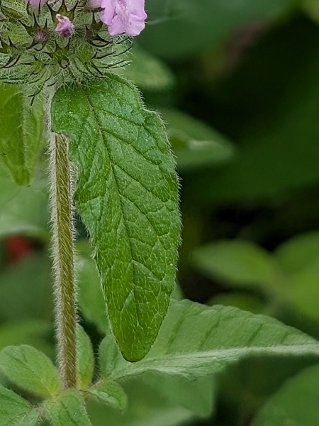 Image of Clinopodium vulgare