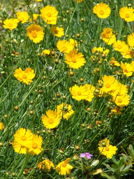 Image of Coreopsis lanceolata