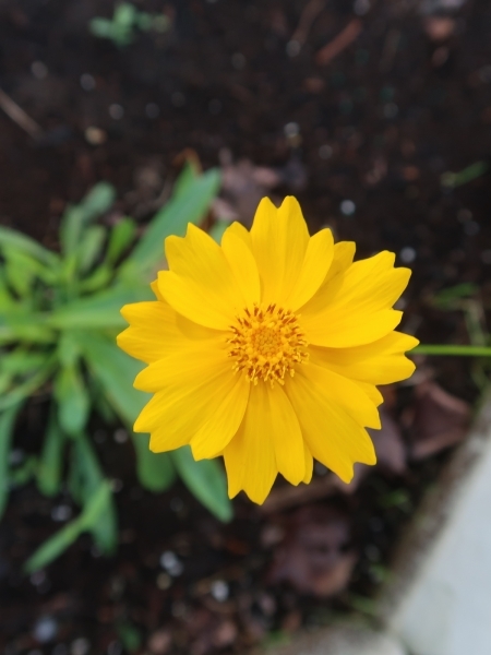 Image of Coreopsis lanceolata
