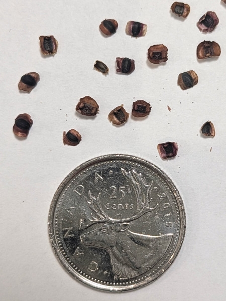 Image of Coreopsis lanceolata