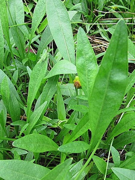 Image of Coreopsis lanceolata