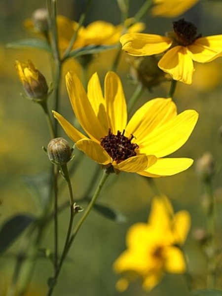 Image of Coreopsis tripteris
