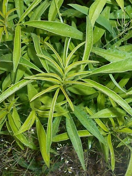Image of Coreopsis tripteris
